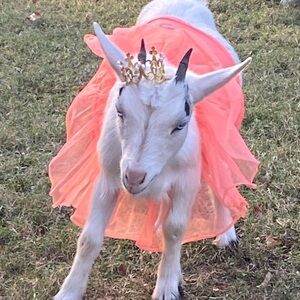 Meet your Posher, Posh